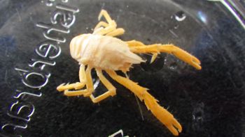 Media type: image;   Invertebrate Zoology 153482 Description: Live specimen.;